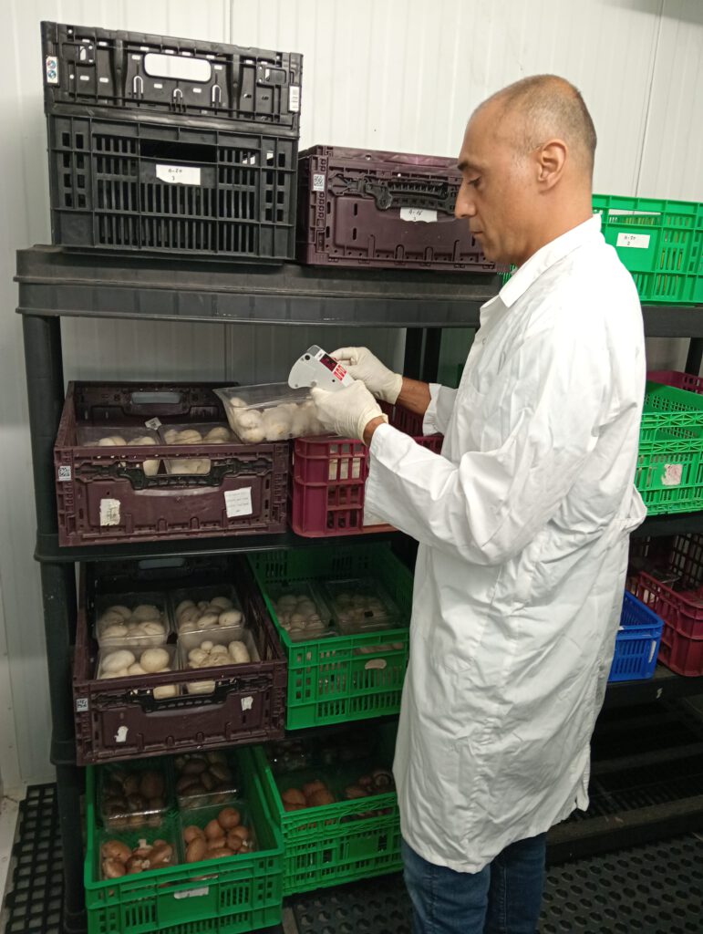 Innovative Packaging Solutions for Enhanced Mushroom Freshness